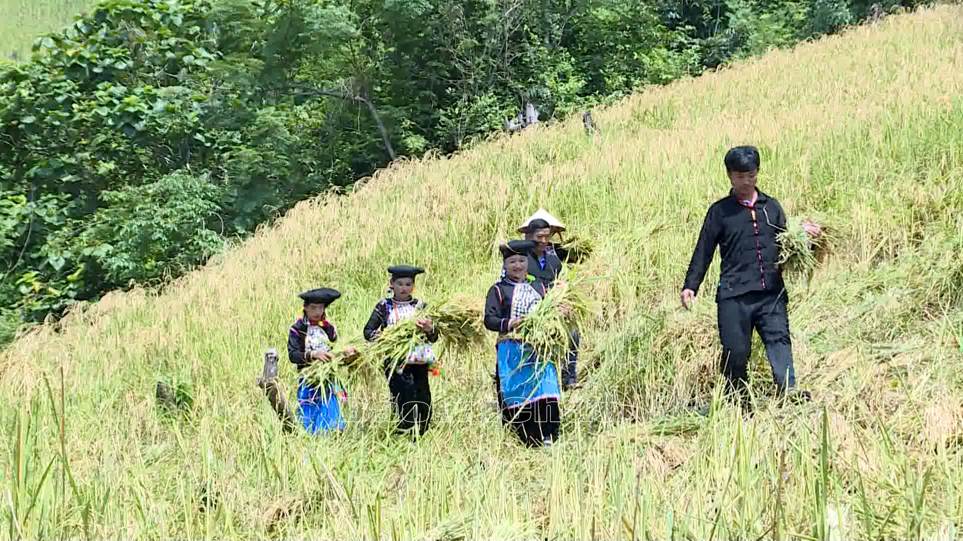Bà con thu hoạch lúa nếp nương về làm nguyên liệu cho bánh giày.